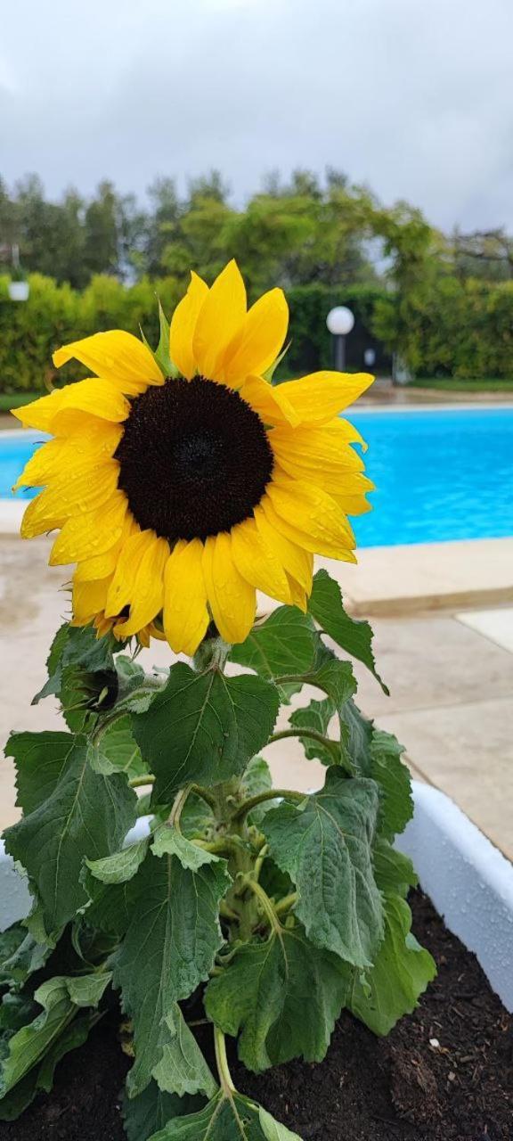 B&B Villa Antonella П'яцца-Армерина Екстер'єр фото
